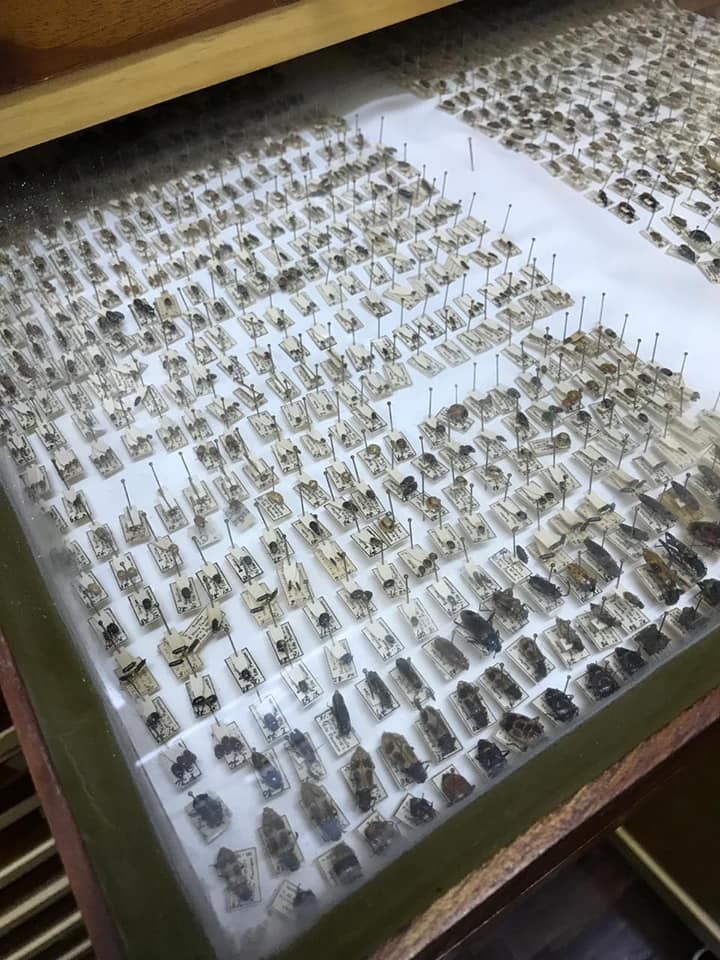 Alunos conheceram a maior coleo de insetos da Amrica Latina