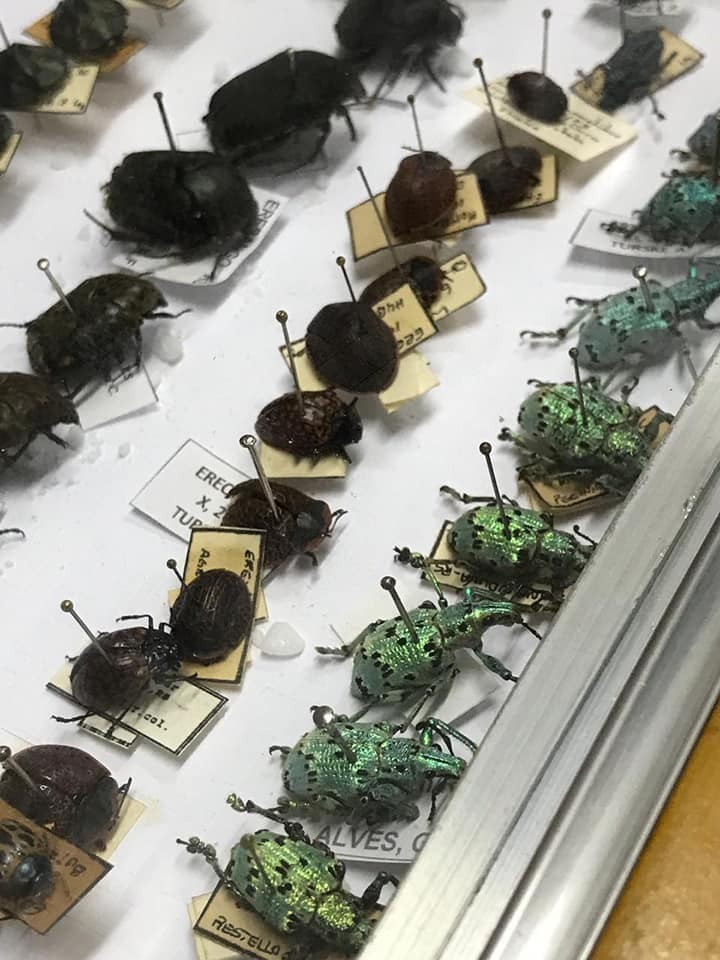 Alunos conheceram a maior coleo de insetos da Amrica Latina
