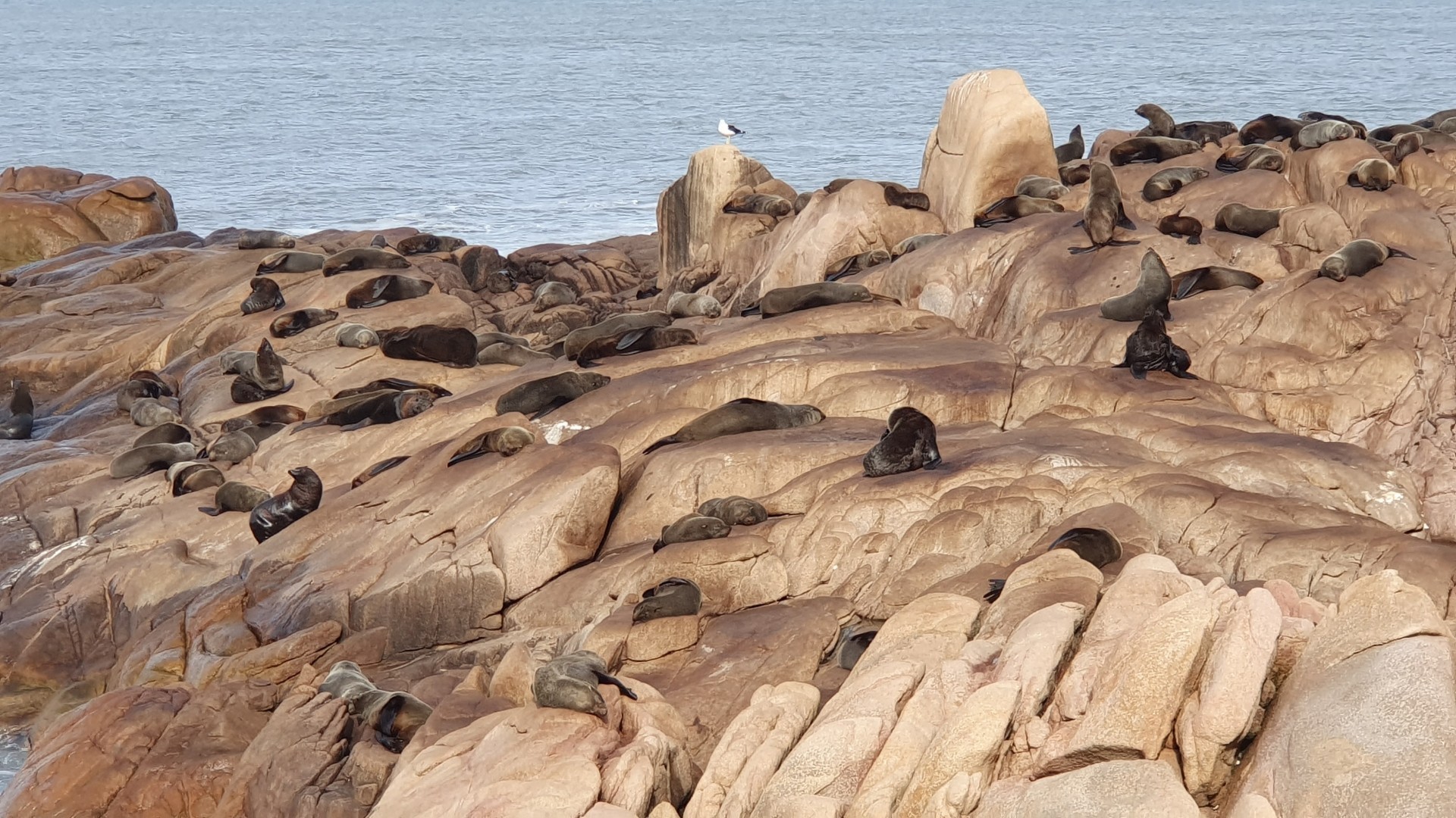 Colnia de lobos e lees-marinhos em Cabo Polnio