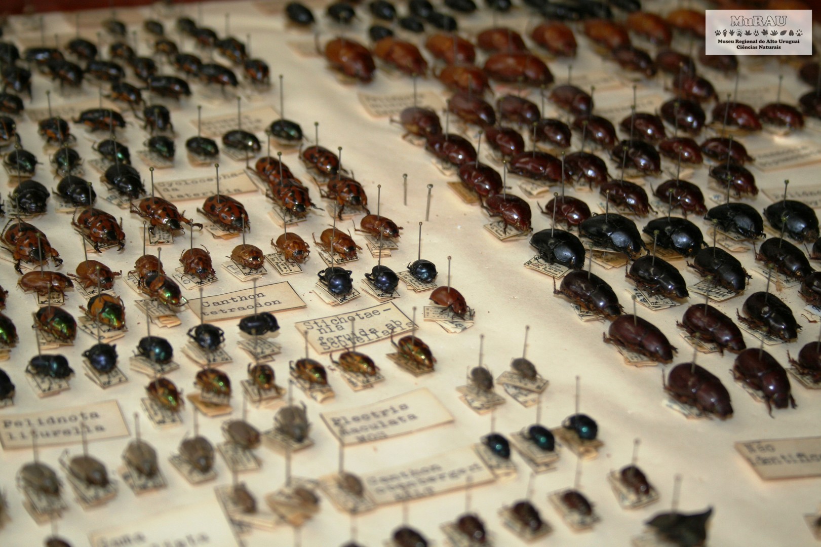 Pela internet, visitantes podem ter uma ideia do trabalho realizado pelo entomologista
