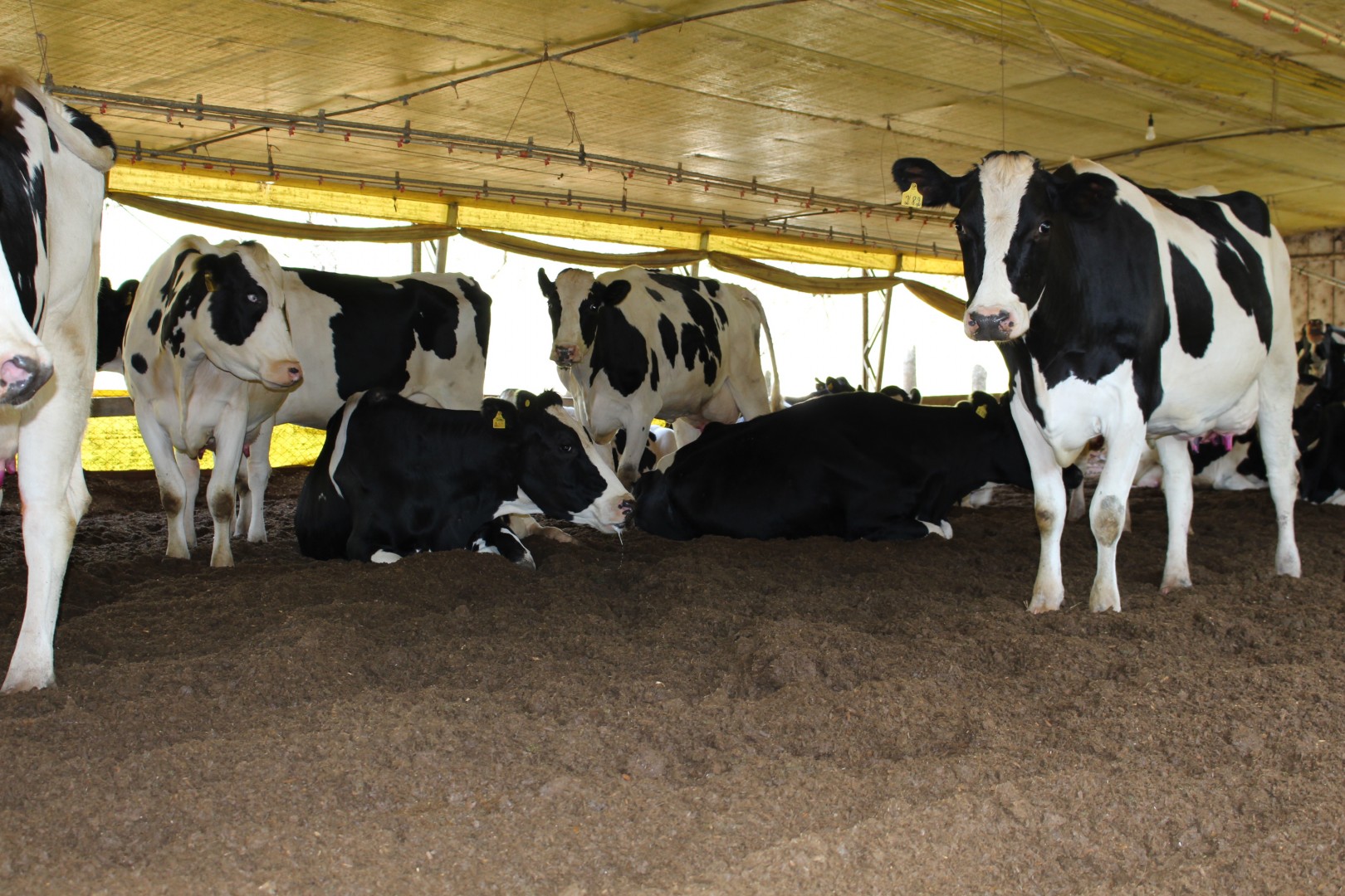 Sistema contribui para o conforto dos animais e uma maior produo leiteira