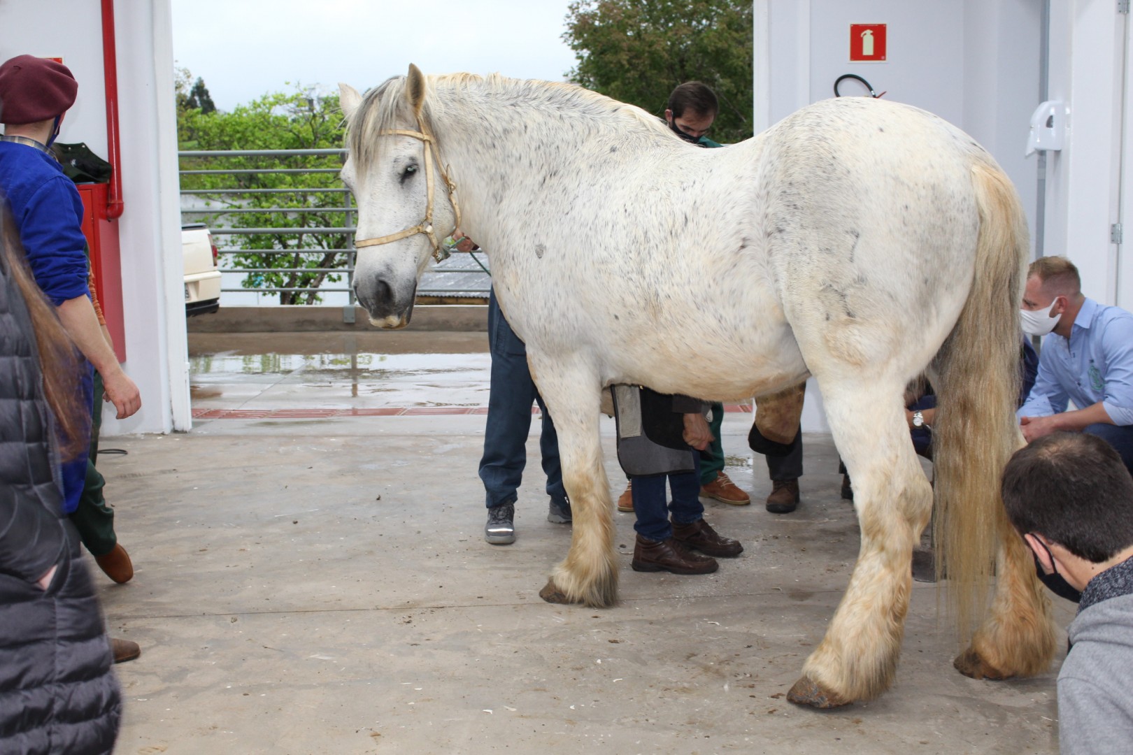 O minicurso de Podologia de Equinos foi ministrado pelo mdico veterinrio Tiago Kuiawa