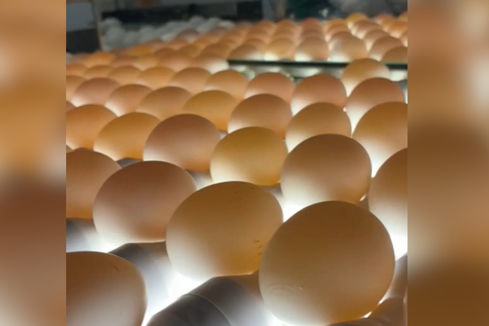 As atividades práticas incluíram a análise de alguns parâmetros de qualidade dos ovos
